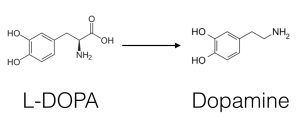 dopa-to-dopamine
