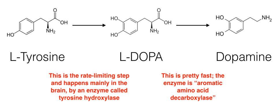 tyrosine-to-dopamine