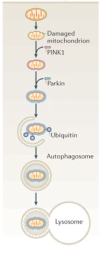 mitophagy